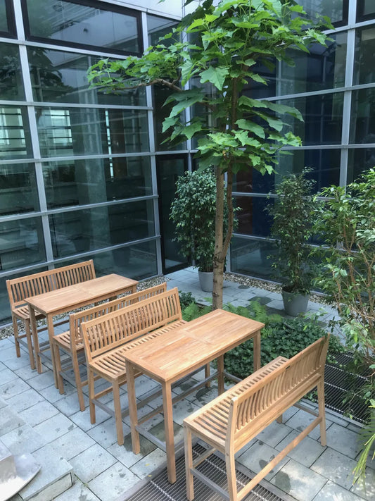 Matahari Teak Bartisch Merkur